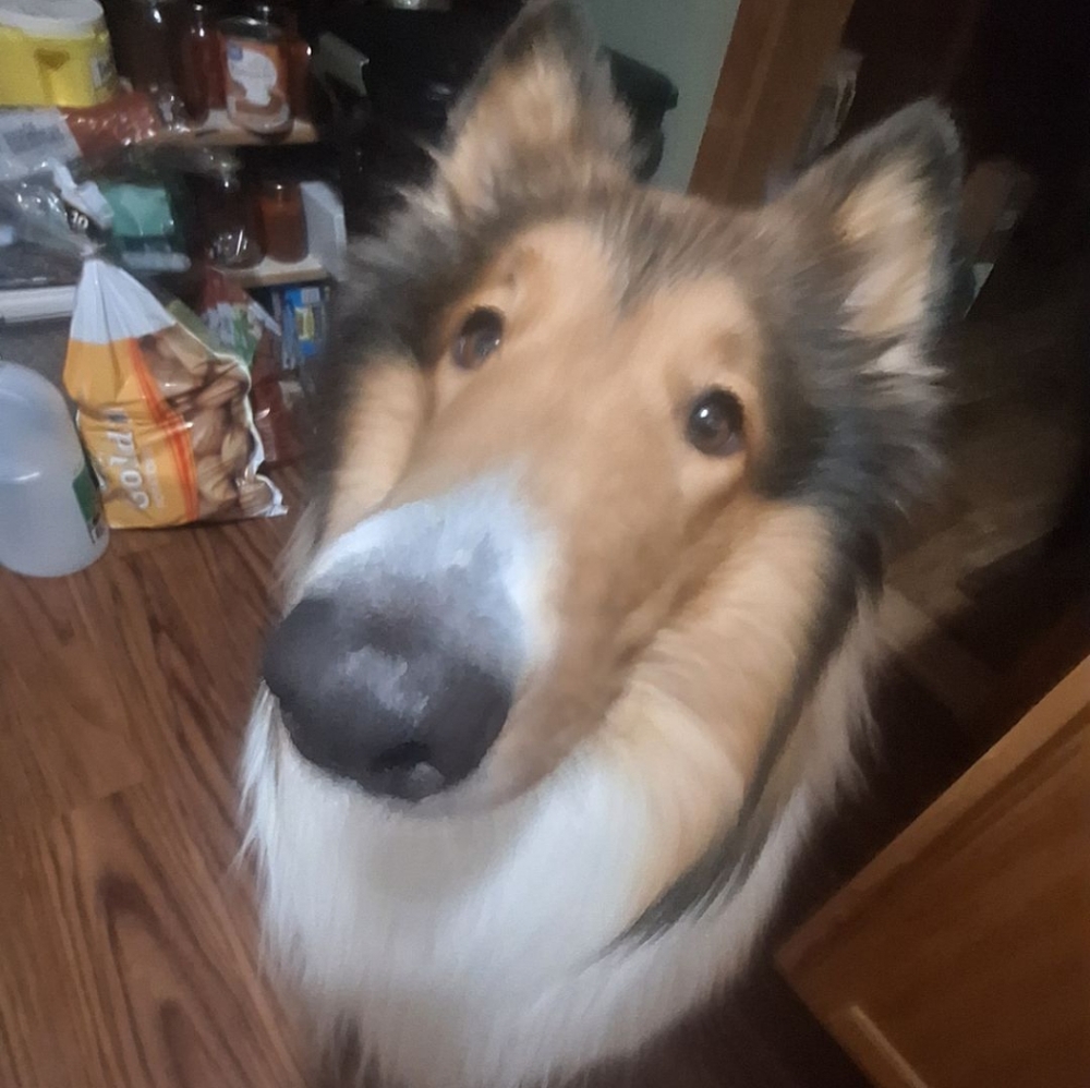 Meet your Posher, Charlie